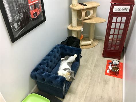 Cat Hotel Infographic 5 Tips To Choosing A Cat Hotel In Singapore