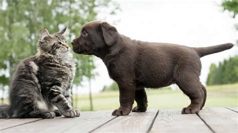 How To Get Your Cat And Dog Get Along Cat Lovster