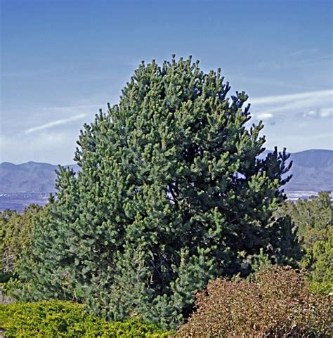 Pinus Edulis Piñon Pine Pinyon Pine Two Needle Pinyon Colorado