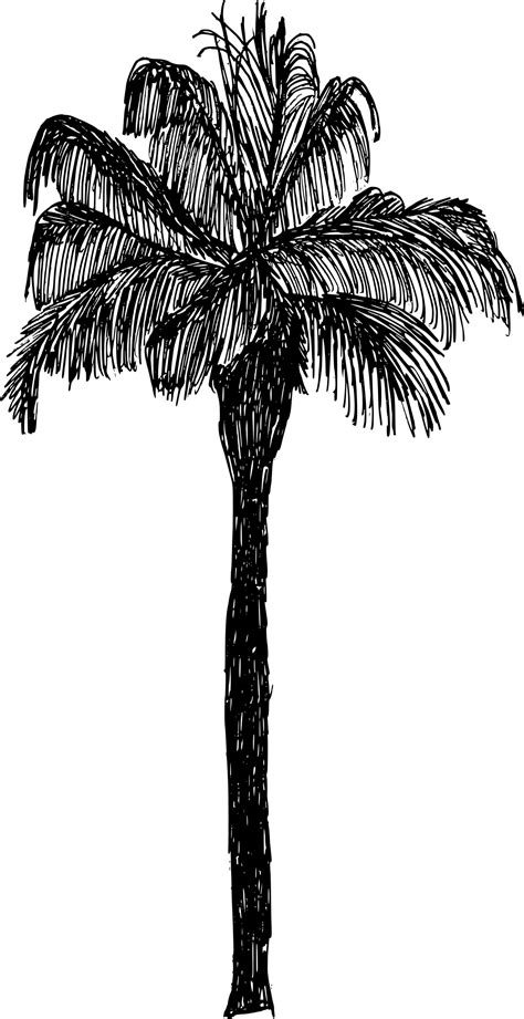 5 Palm Tree Drawing Png Transparent