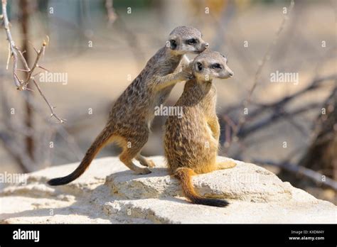 Two Young Meerkats Suricata Suricatta Young Captive Stock Photo Alamy