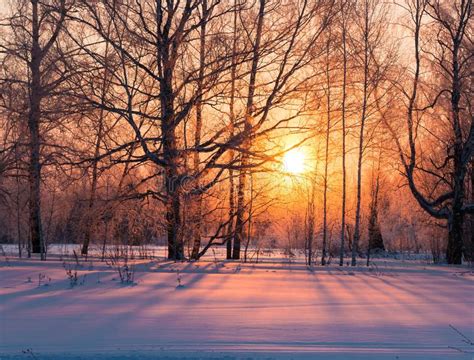 Golden Winter Sunrise Through Tree Branches Stock Photo Image Of