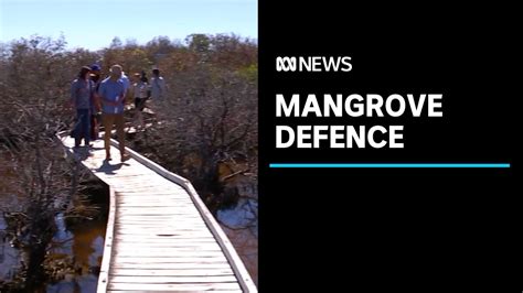 community unites to demand action on mangrove deaths abc news youtube