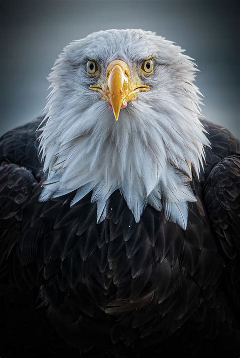 Bald Eagle Portrait Ii Photograph By Joe Campbell Fine Art America