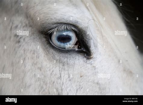 White Horse With Blue Eye Stock Photo Alamy