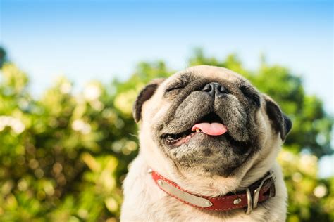 The heavenly pugs of ga. 7 Fun Facts About Pug Puppies - Petland Mall of Georgia