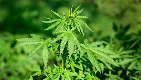 Diese anleitung zeigt 7 wichtige punkte. Gras Zuhause Anbauen Anleitung