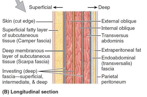 Scarpas Fascia Or Stratum Membranosum Abdominis Is The Deep