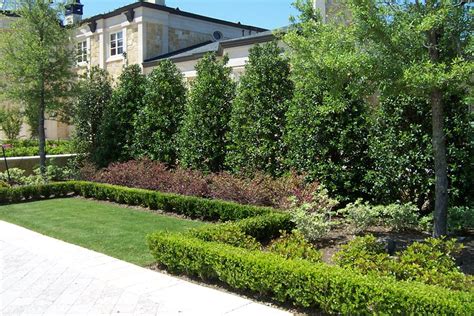 Use in the garden as foundation plants, clipped hedges, screens, and specimen plants. Planting a Privacy Screen - Landscaping Network