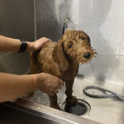 Depends on whether more laundry ends up in the family hampers or in the individual hampers. How Often Do I Need To Bathe My Australian Labradoodle ...