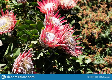 Large Protea Blooms On Bush Fully Flowered Stock Image Image Of