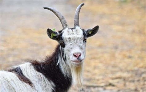 Bearded Goat ~ All You Need To Know Rural Living Today