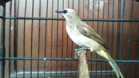 Burung Pemakan Buah Buahan Yang Mudah Dipelihara Birds Trap
