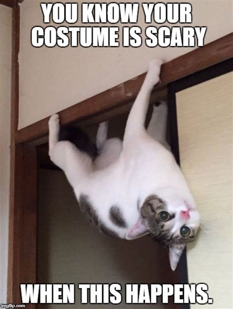 Watch The Prodigious Funny Cat Costume Memes Hilarious Pets Pictures