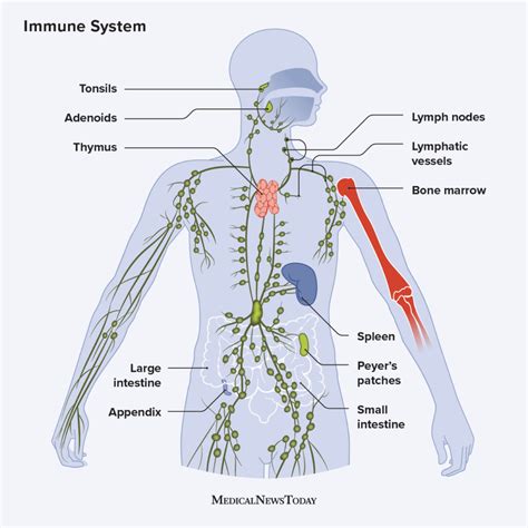 The Immune System Cells Tissues Function And Disease