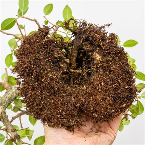 In mathematics, a root system is a configuration of vectors in a euclidean space satisfying certain geometrical properties. Pruning and repotting an exposed root ficus - Bonsai Tonight