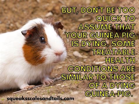 10 Alarming Signs That Your Guinea Pig Is Dying Squeaks Scales And Tails