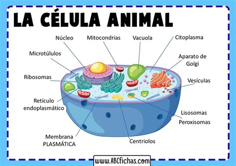 Mapa Mental De La Celula Animal Arbol