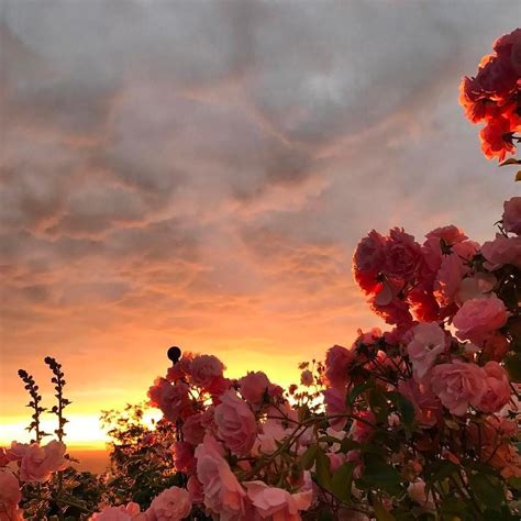 A Beautiful Sunset With Beautiful Flowers Rpics