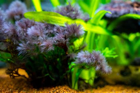 Types Of Aquarium Algae How To Identify Treat And Prevent