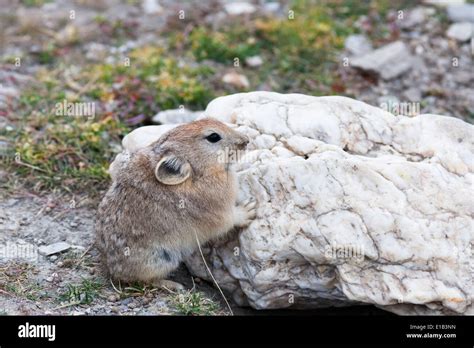 Plateau Pikas Hi Res Stock Photography And Images Alamy