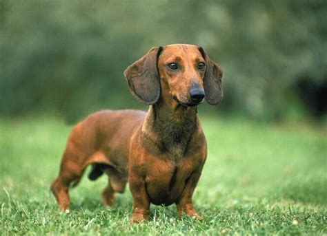 Dachshund Dog Breed Health And Care Petmd