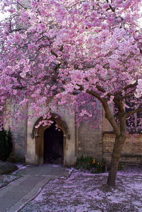 Pink Pretty Trees Beautiful Gardens Beautiful Landscapes