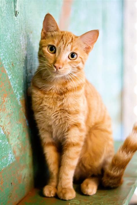 gato orange tabby cats red cat pretty cats beautiful cats pretty kitty chatons oranges