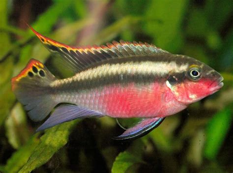 Kribensis Cichlid Fish Species Profile