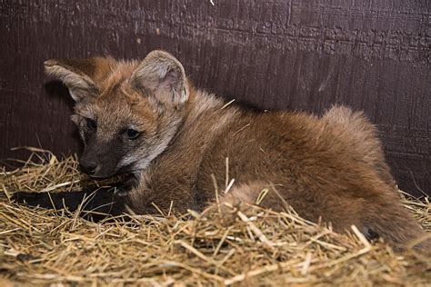 Two Maned Wolf Pups Born At The Smithsonian Conservation Biology