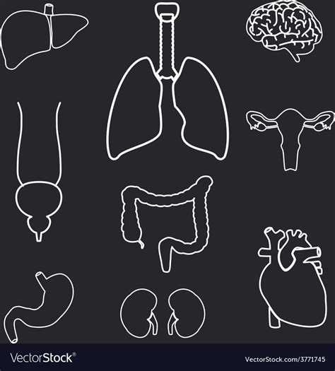 Human Body Outline With Organs