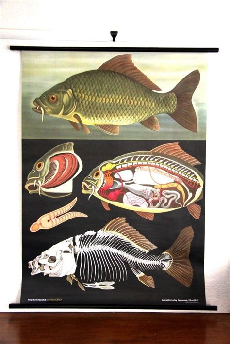 Carp Zoological Wall Chart Design By Empirical Style Home Wall Art