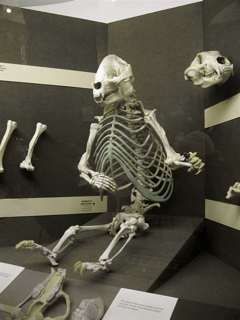 Creepy Panda Skeleton Most Disturbing Display At The Natur Flickr