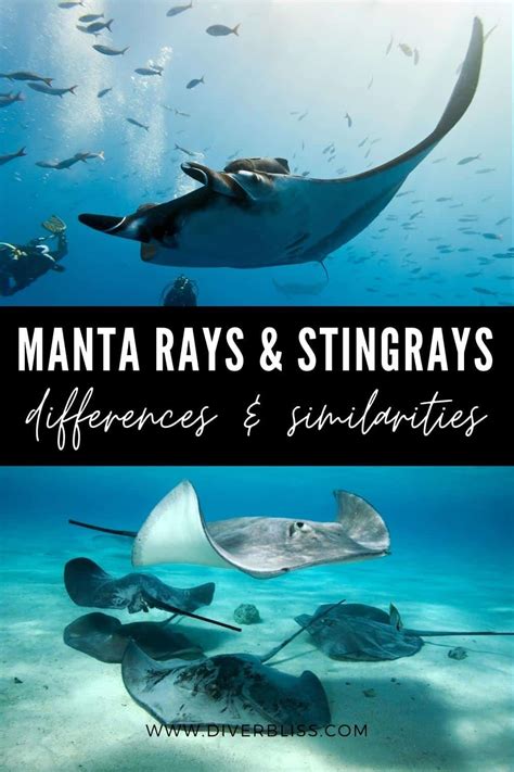 Manta Ray Vs Stingray How To Tell Them Apart Pictures