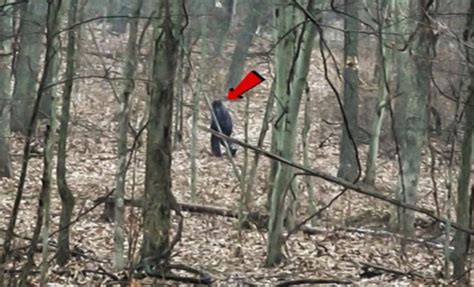 Hikers Spot ‘bigfoot Lurking In Ohios Forest