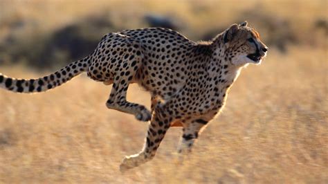 Cheetah 4k Wallpapers Top Free Cheetah 4k Backgrounds Wallpaperaccess