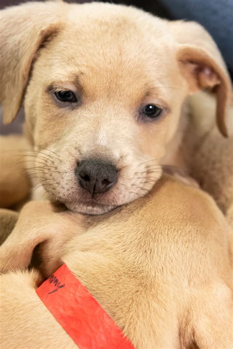 Pictures of dogs and cats who need a home. Subaru of America Finds Homes for Pets in Need During 2019 L