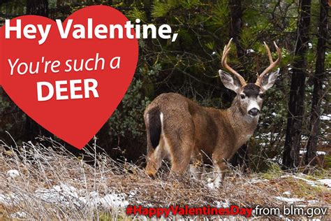 Happy Valentines Day Deer Valentine Hey Valentine You Flickr