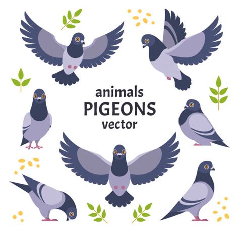 24500 Pigeon Stock Illustrations Royalty Free Vector Graphics And Clip