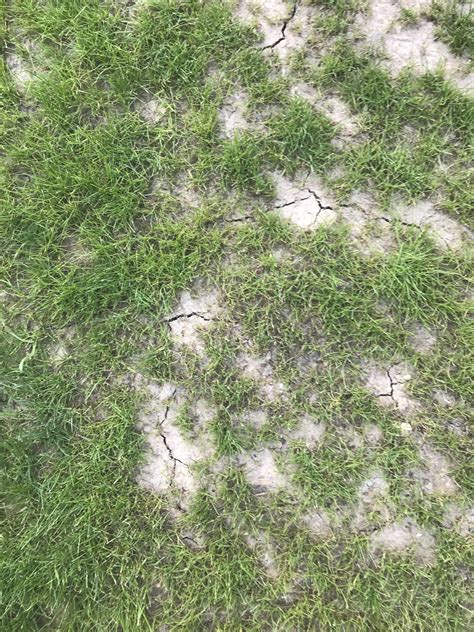 Patchy Lawn 7 Months After Seeding — Bbc Gardeners World Magazine