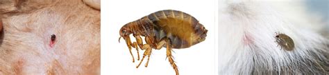 Flea Removal Perth Control Your Flea Problem For Good