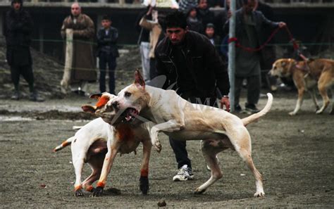 Dog Fight In Afghanistan Afghan Multimedia Agency