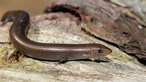 Lagarto Que Parece Cobra