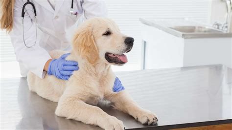 10 Benefits Of Pet Insurance From A Vets Pov Get Odie
