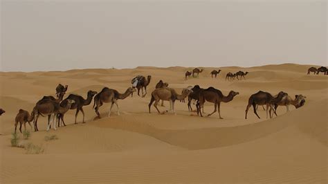 Group Camel Walking Sand Dunes Camels Desert Tunisia Djerba