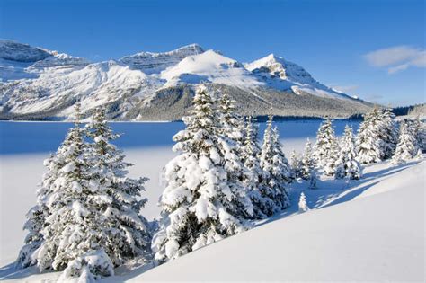 Frozen Bow Lake And Snow Covered Trees By Icefield Parkway