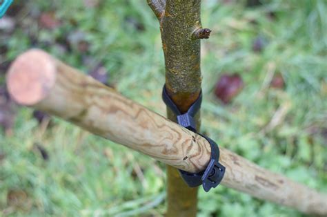 How To Correct A Leaning Tree With Support Stihl Blog