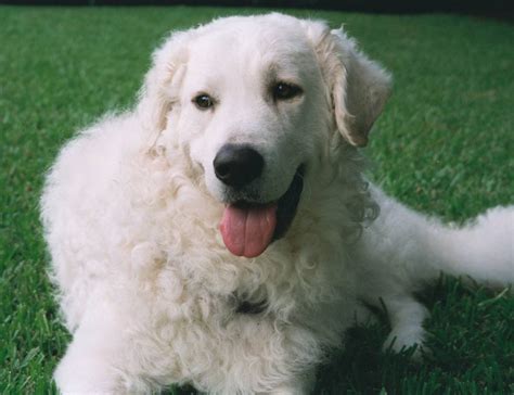 Everything About Your Kuvasz Luv My Dogs