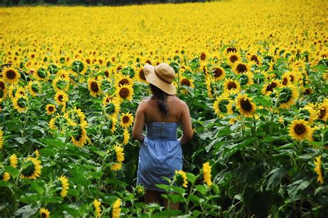 Selfie Seekers Shut Down Sunflower Farm Near Toronto