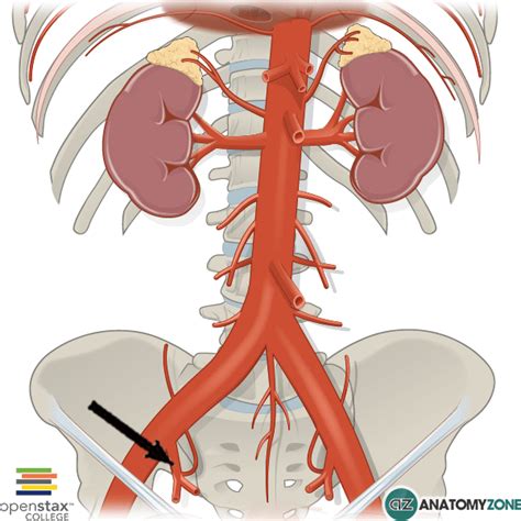 Internal Iliac Artery Anatomyzone